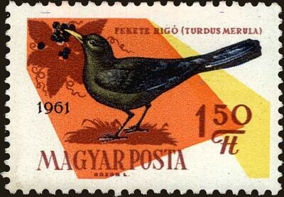 Francobollo - Ungheria - Uccelli - 1,50 Ft - 1961 -Usato
