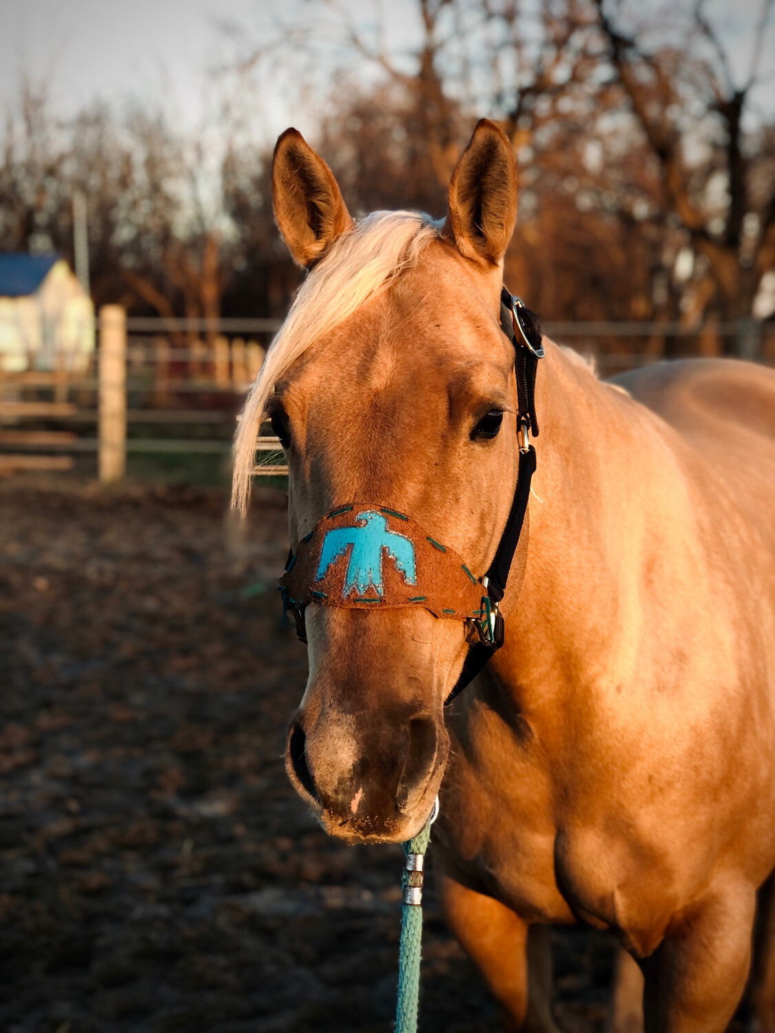 Thunderbird Bronc Halter