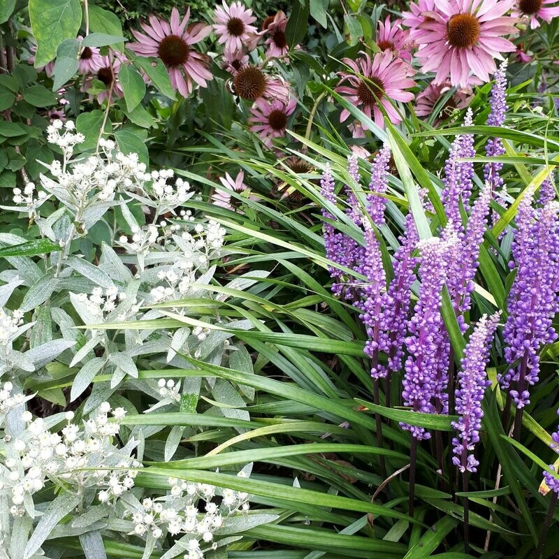 Schaduwtuin