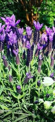 Lavendelbox