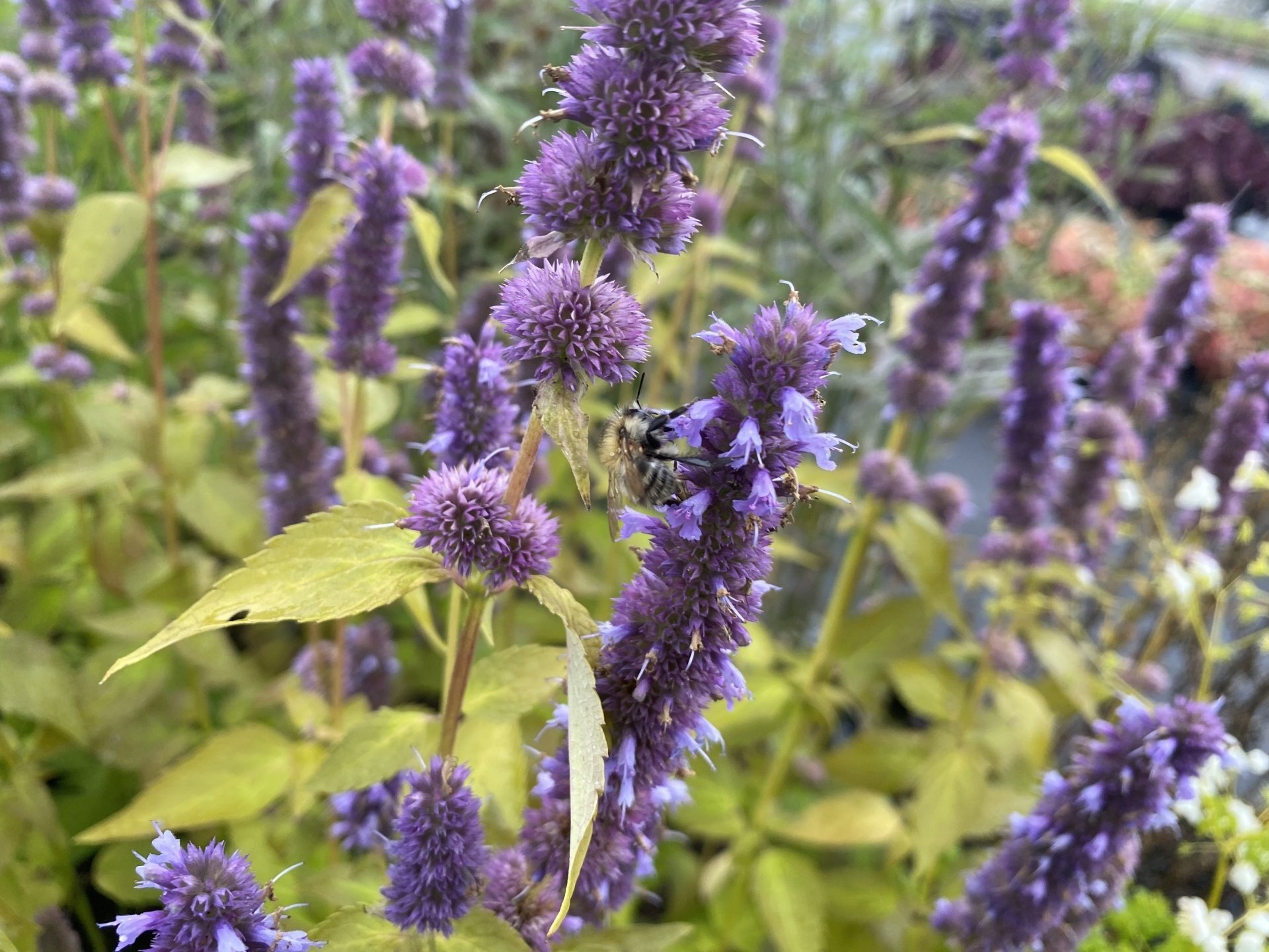 De bloemetjes en de bijtjes BorderBox