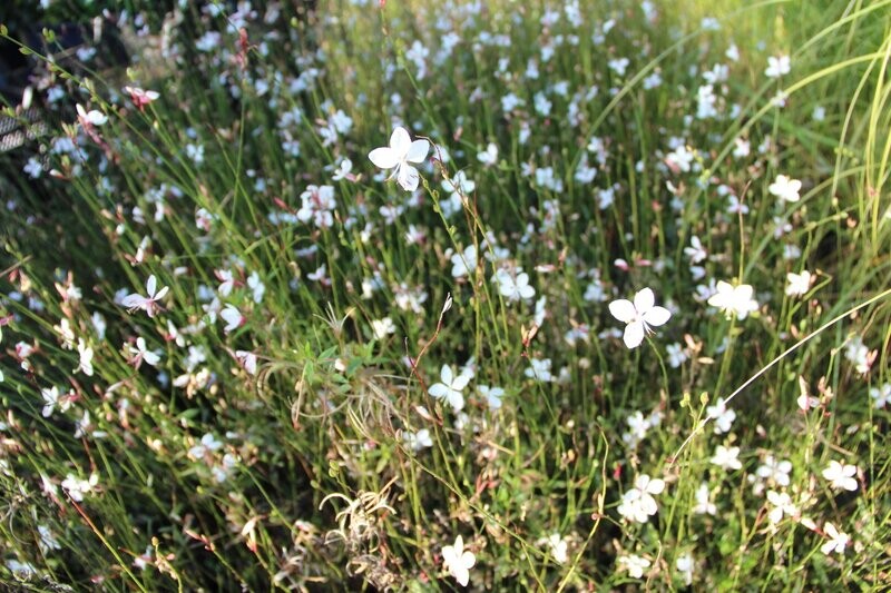 Witte border