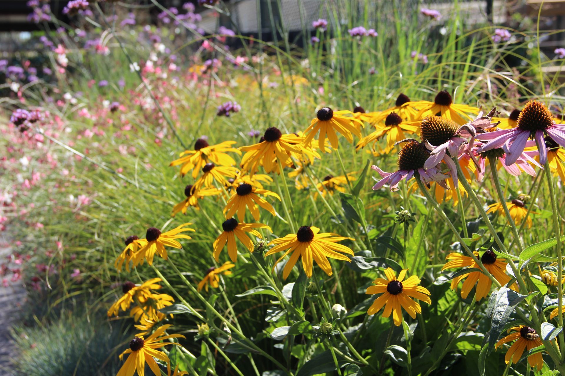 Go wild, Go BorderBox