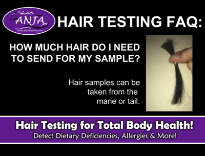 Horse Hair Analysis Testing