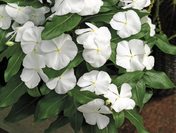 Flor Vinca Rosada y Blanca
