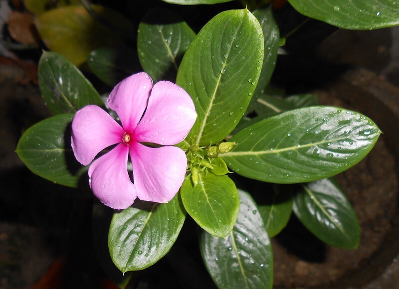 Flor Vinca Rosada y Blanca