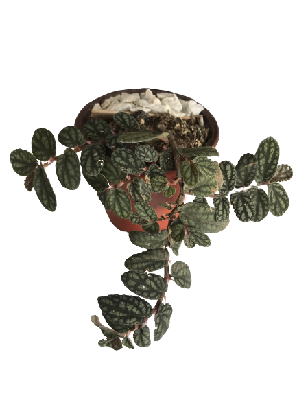 Pelliona Pulchra