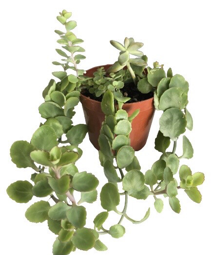 Kalanchoe Crenata