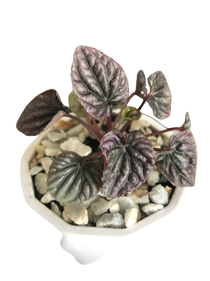 Peperomia Carperata