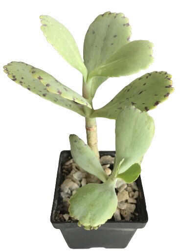 Kalanchoe Marmorata