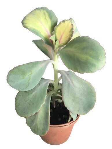 Kalanchoe Fedtschenkoi