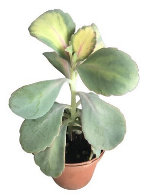 Kalanchoe Fedtschenkoi