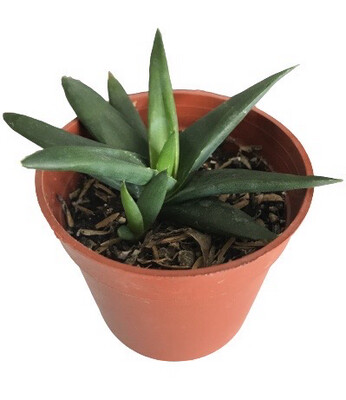Aloe Black Gem