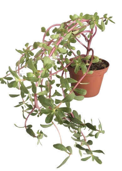 Portulaca Oleracea