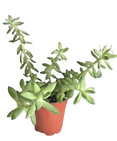 Sedum Adolphi