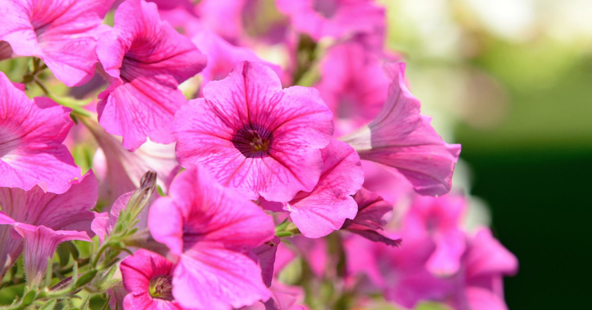 Petunias