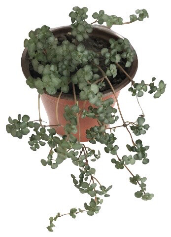Sedum Sieboldii