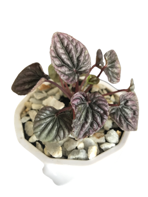 Peperomia Carperata