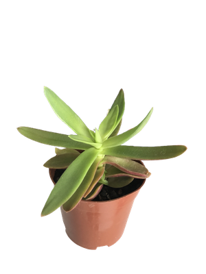 Crassula Capitella o llamas rojas