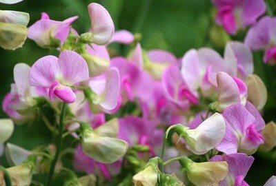 Blossoming Sweetpea