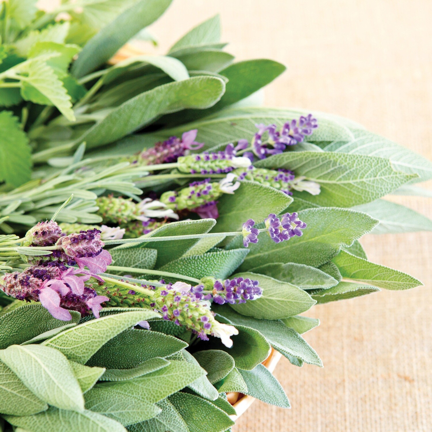 Lavender