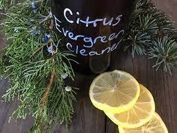 Evergreen Citrus