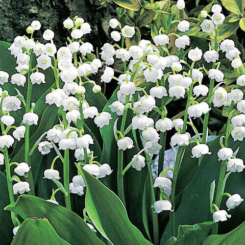 LILY OF THE VALLEY