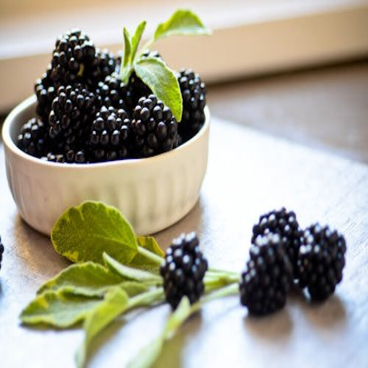 BLACKBERY SAGE