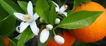 ORANGE BLOSSOM