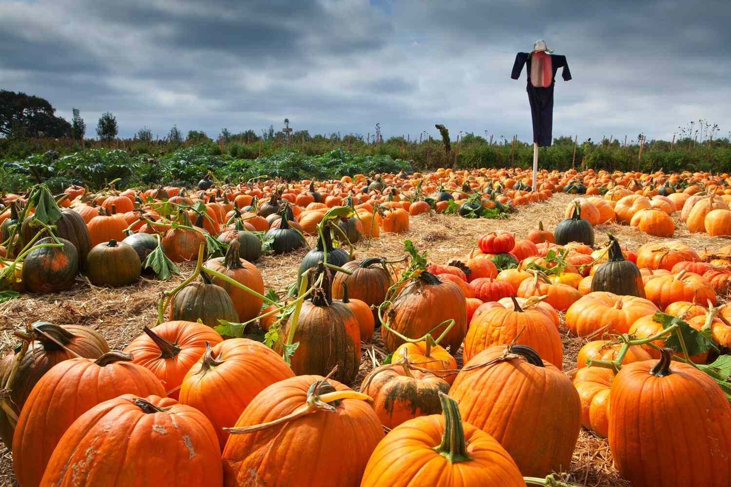 PUMPKIN PATCH