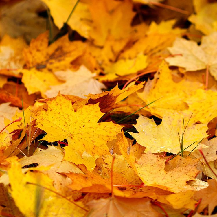 TART SCENT OF THE MONTH -OCTOBER - FALLEN LEAVES