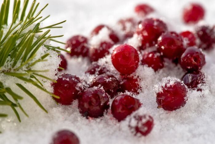 FROSTED CRANBERRY WOODS CANDLE