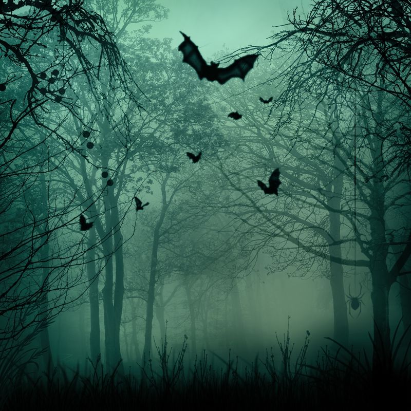 ​HAUNTED WOODS