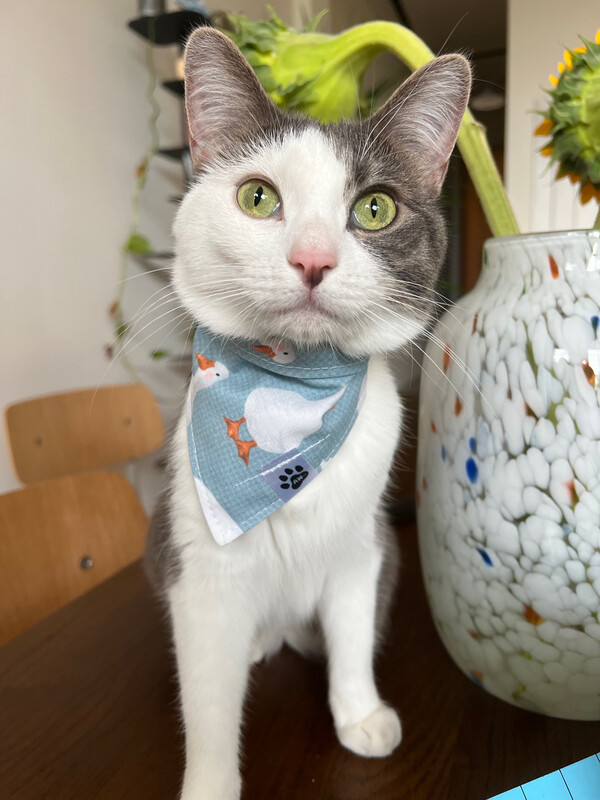 Ducks On Blue - Bandana
