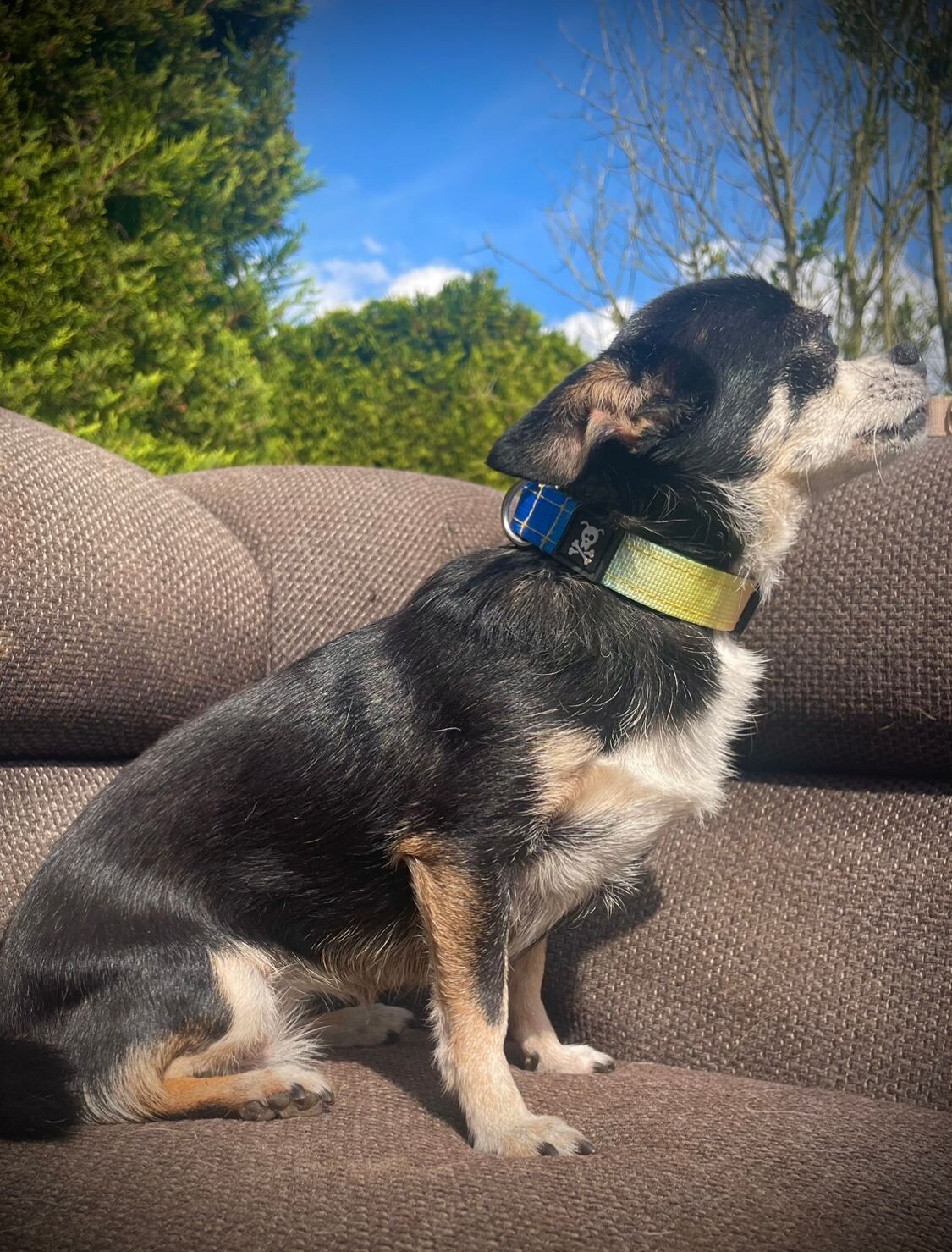 Halsband Graffiti maat S