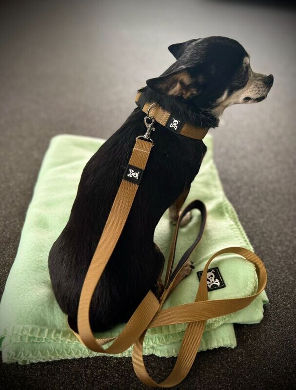 Halsband Olive Gold maat XS