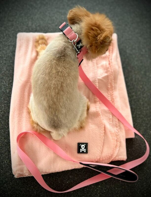 Halsband Baby Pink maat S