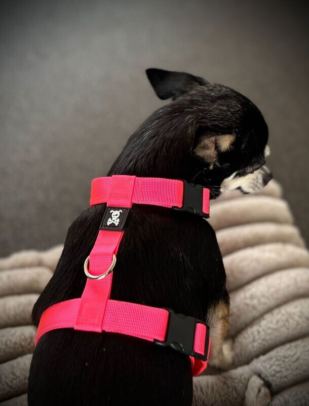 H-Harnas S Neon Pink