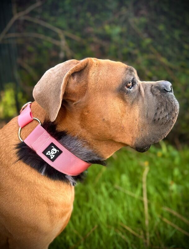 Sliphalsband Deluxe Baby Pink L