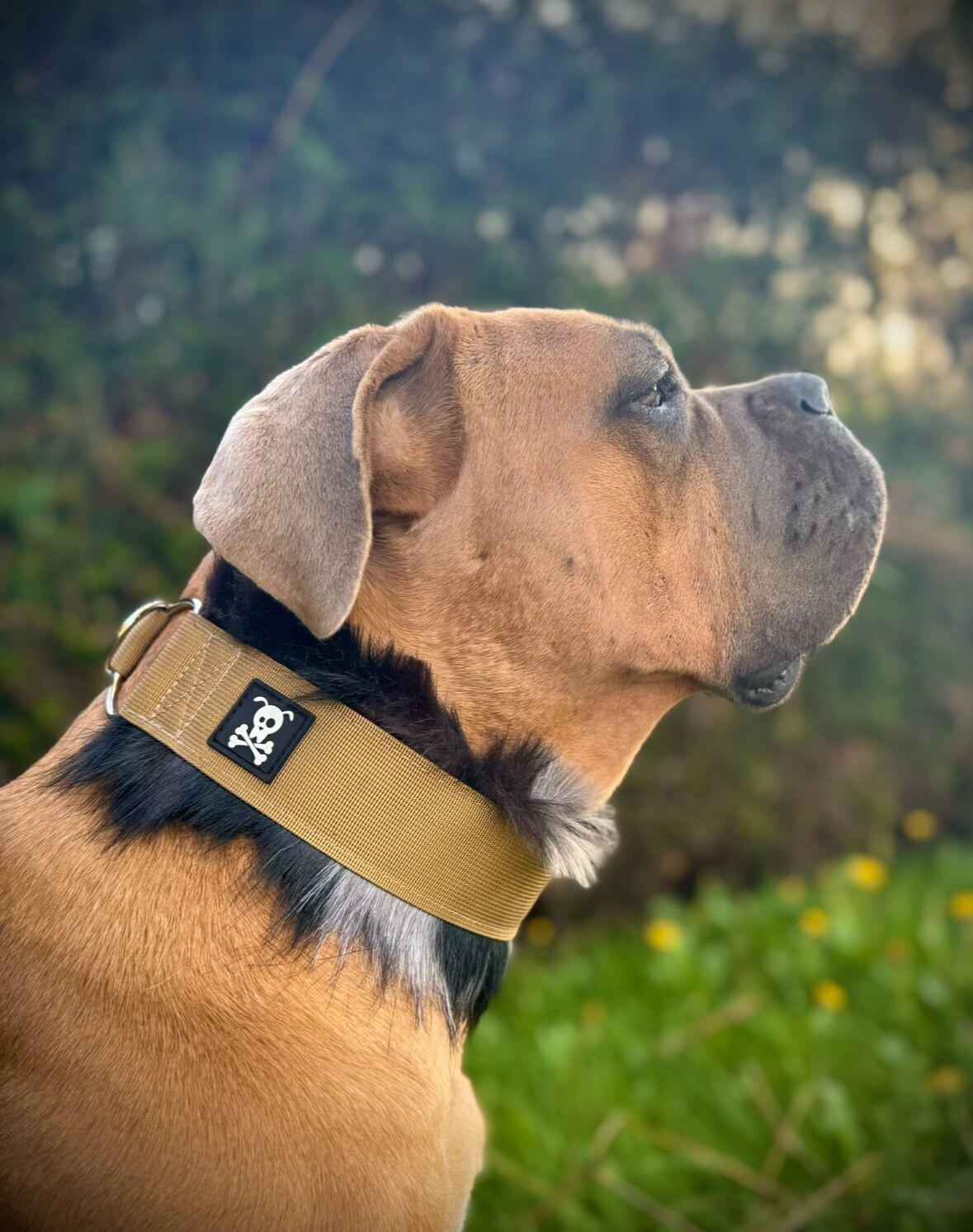 Sliphalsband Deluxe Olive Gold XXL