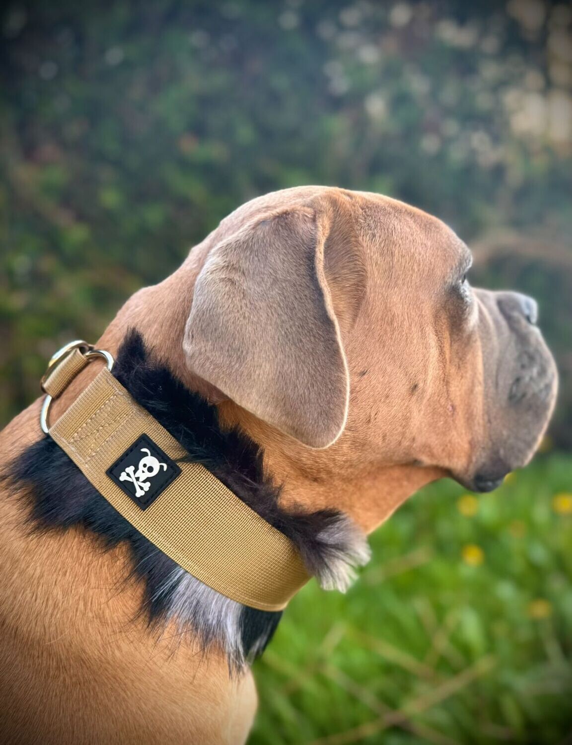 Sliphalsband Deluxe Olive Gold S