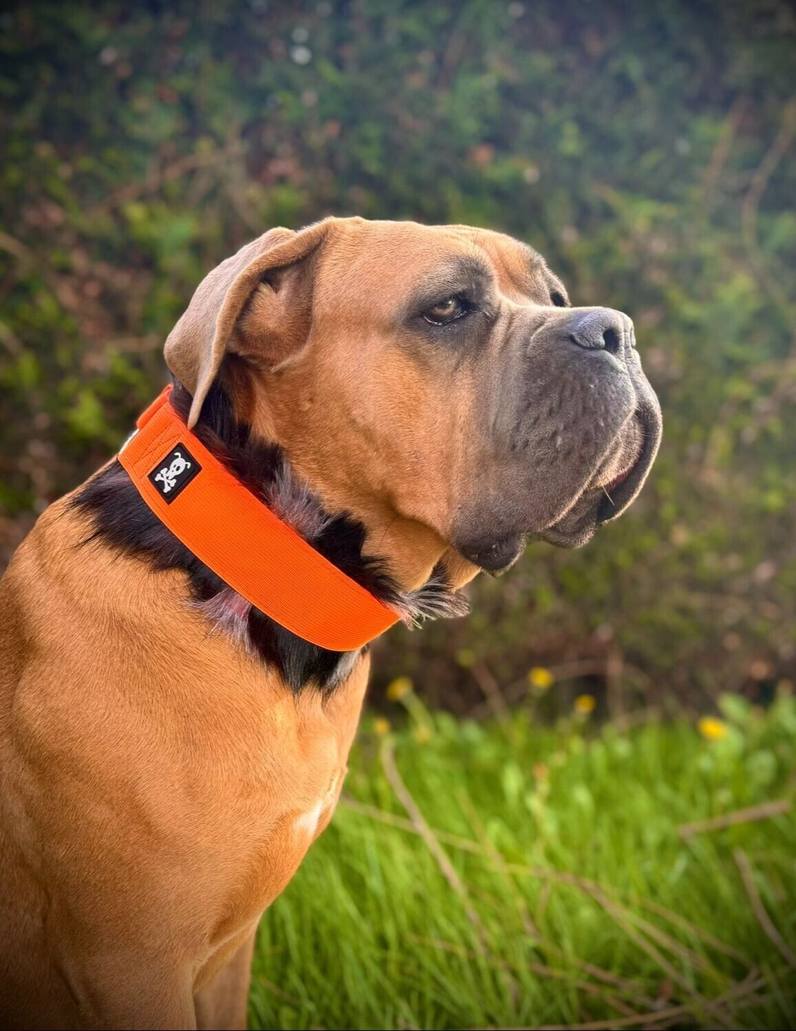 Sliphalsband Deluxe Neon Orange S