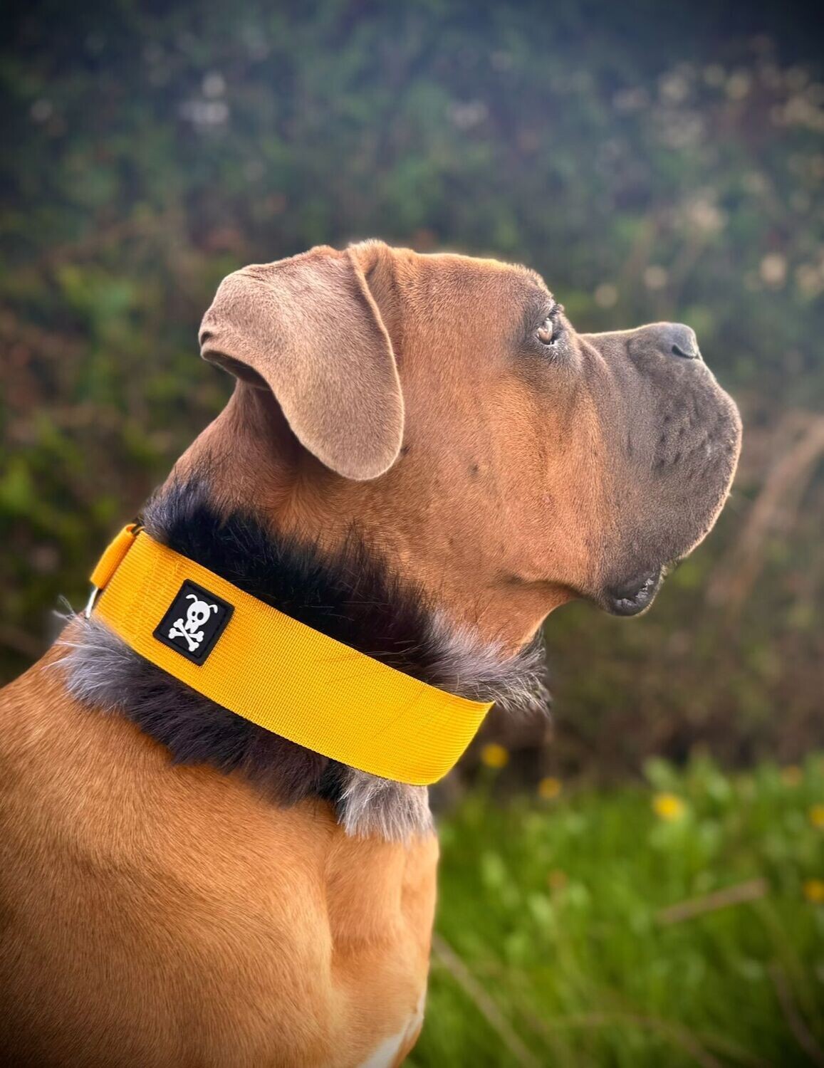Sliphalsband Deluxe Sunshine Yellow S