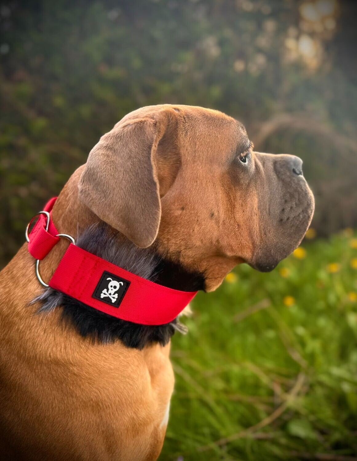 Sliphalsband Deluxe Red Velvet XXL