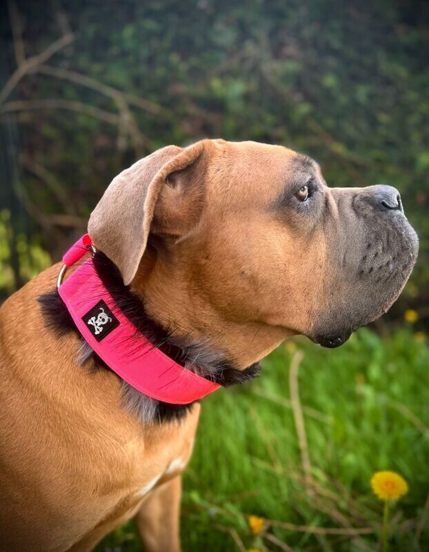 Sliphalsband Deluxe Neon Pink L