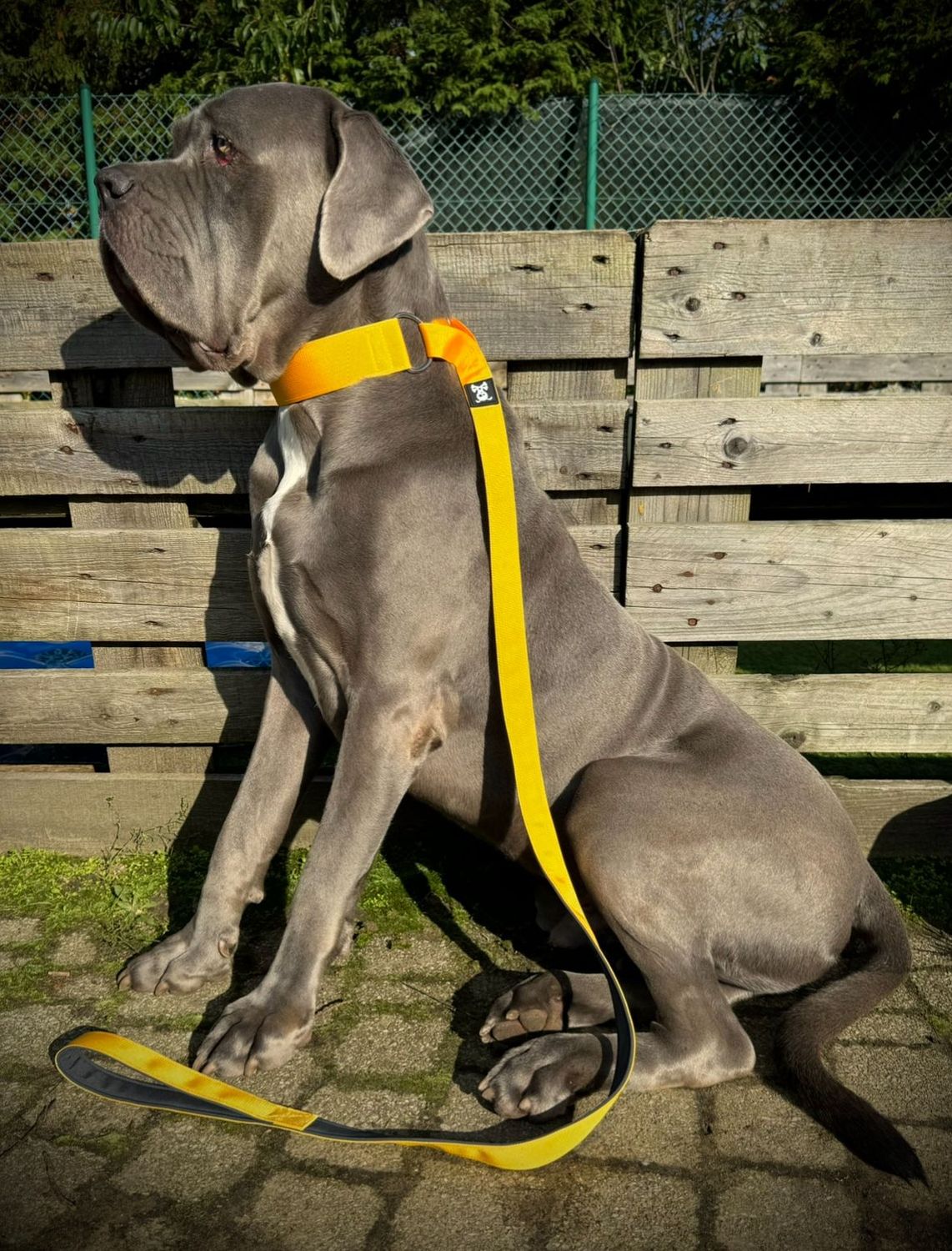 Sliplijn Sunshine Yellow maat M