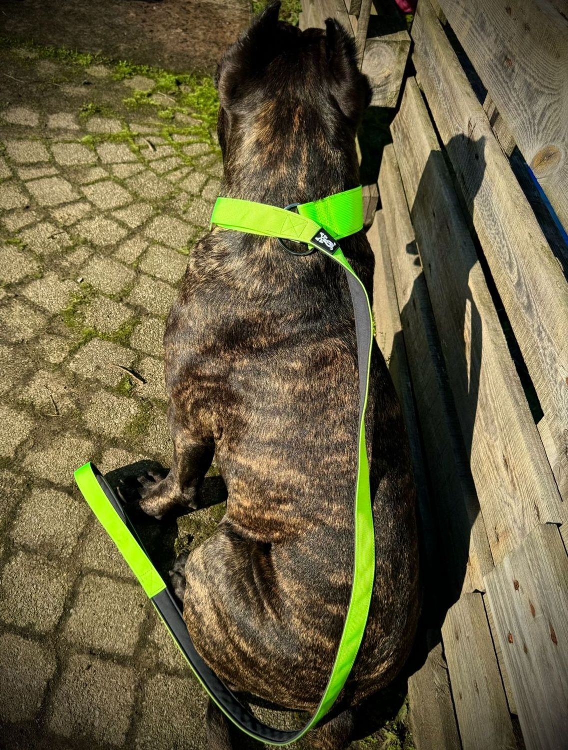 Sliplijn Neon Green maat XXL