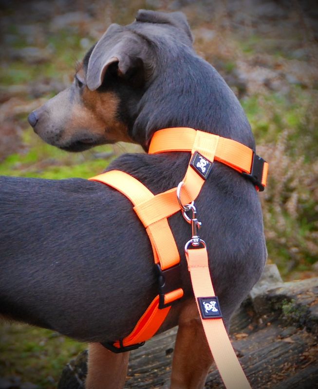 H-Harnas Neon S Orange