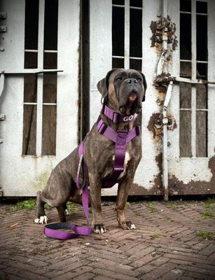 Purple Rain !NEW!