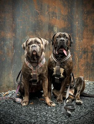 Designer Collection